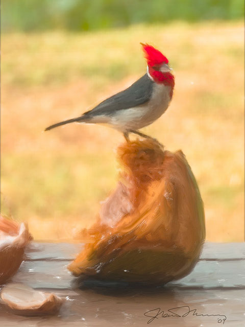 Kauai Bird