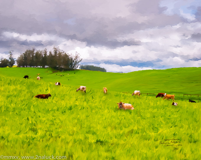 Jersey Cows, Petaluma, California