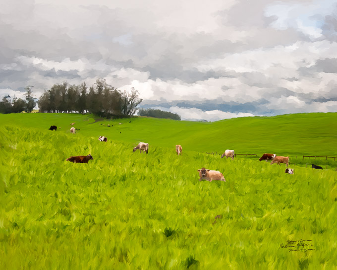 Jersey Cows in Petaluma